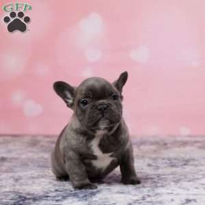 Jasper, Frenchton Puppy